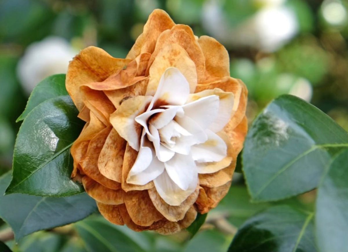 Premium Orange White Camellia Flower seeds for Planting Hardy Variety, Heirloom & GMO Free Seeds for Home Garden seeds