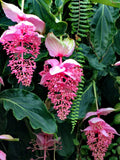 Medinilla Flower seeds for Planting Low Maintenance, Heirloom & GMO Free Seeds for Home Garden seeds for planting