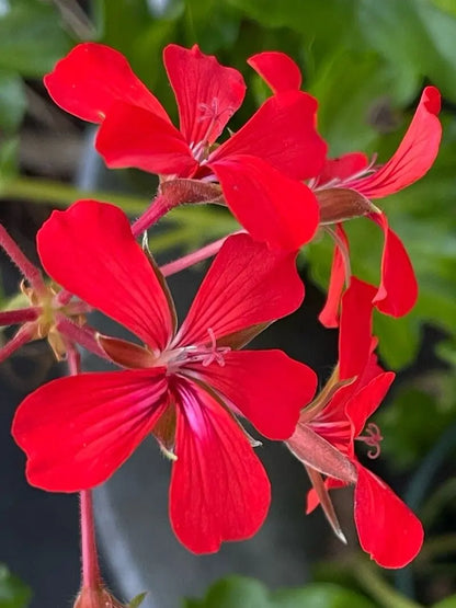 Pelargonium Peltatum Flower seeds for Planting Premium Quality Heirloom & GMO Free Seeds for Home Garden