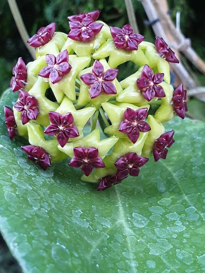 Sea Green Hoya Flower seeds for Planting Compact Growth Heirloom & GMO Free Seeds for Home Garden 
 
 Sale