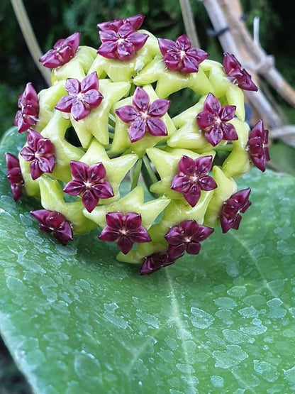 Sea Green Hoya Flower seeds for Planting Compact Growth Heirloom & GMO Free Seeds for Home Garden 
 
 Sale