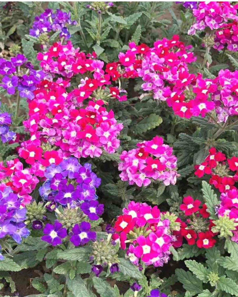 Heirloom Trailing Verbena Flower seeds for Planting Seasonal Bloomer Heirloom & GMO Free Seeds for Home Garden