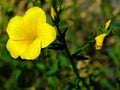 Yellow Linum Flavum Flower seeds for Planting Shade Tolerant, Heirloom & GMO Free Seeds for Home Garden seeds for planting