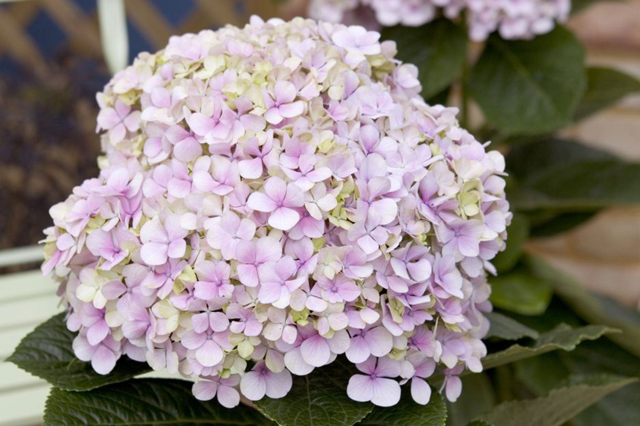 High quality White Pink Hydrangea Seeds Flower seeds for Planting Sun Loving, Heirloom & GMO Free Seeds for Home Garden seeds pack