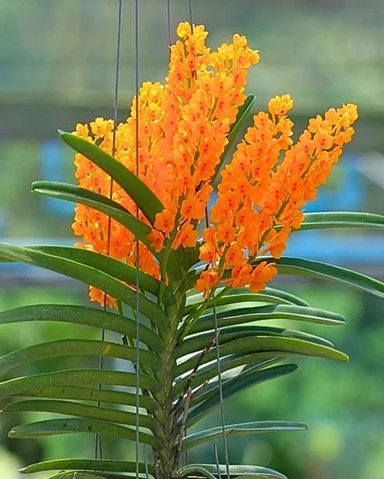 Premium Orange Ascocentrum Flower seeds for Planting Pollinator Friendly, Heirloom & GMO Free Seeds for Home Garden seeds