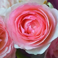 Pink Lonza Gemstone Flower Seeds for Planting Heirloom, Non GMO, Sun Loving Garden Seeds seeds for planting
