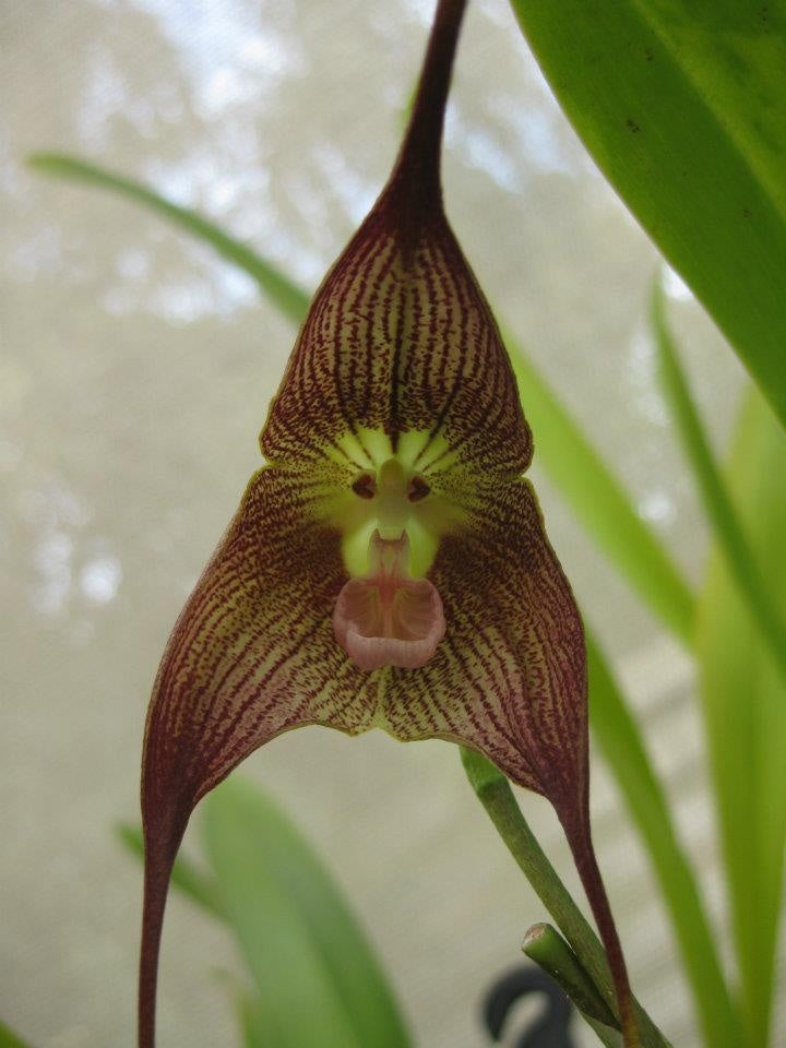 Premium Dark Red Monkey Face Orchid Flower seeds for Planting Hardy Variety, Heirloom & GMO Free Seeds for Home Garden seeds