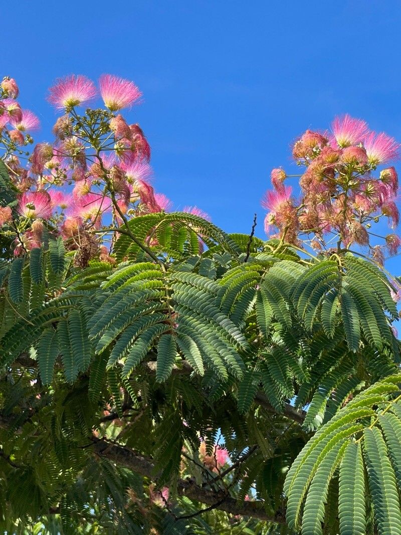 Pink Julibrissin Flower seeds for Planting Hardy Variety, Heirloom & GMO Free Seeds for Home Garden vegetable and garden seeds