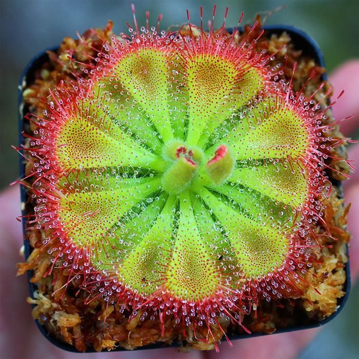 Pink Drosera Sundew Flower seeds for Planting Bright Blooms, Heirloom & GMO Free Seeds for Home Garden vegetable and garden seeds