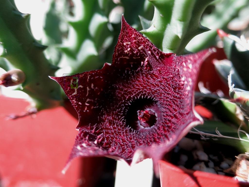 Huernia Keniensis Flower seeds for Planting Compact Growth, Heirloom & GMO Free Seeds for Home Garden vegetable and garden seeds