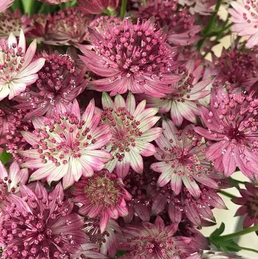 Maroon Astrantia Flower Seeds for Planting Premium Heirloom, Non GMO, High Germination Organic Garden Seeds vegetable and garden seeds