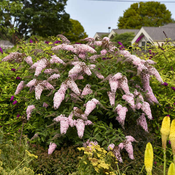 Premium Pink Butterfly Bush Flower seeds for Planting Low Maintenance, Heirloom & GMO Free Seeds for Home Garden seeds
