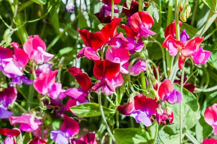 High quality Lathyrus Odoratus Flower seeds for Planting Wildflower Mix, Heirloom & GMO Free Seeds for Home Garden seeds pack