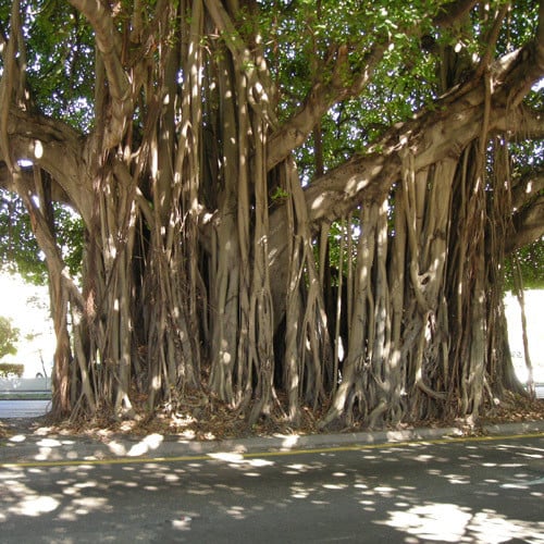 East Indian Fig Tree growing outdoors in tropical garden