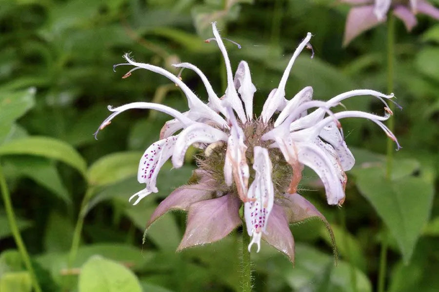 Monarda Bradburiana Flower seeds for Planting, Vibrant Colors Heirloom & GMO Free Seeds for Home Garden