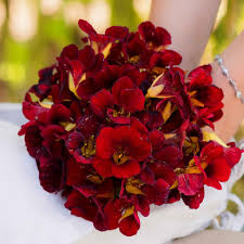 Easy-to-Grow Dark Red Nasturtium Flowers