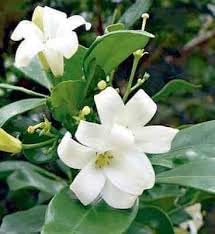 Easy-to-Grow Fagraea Fragrant Flower Seeds