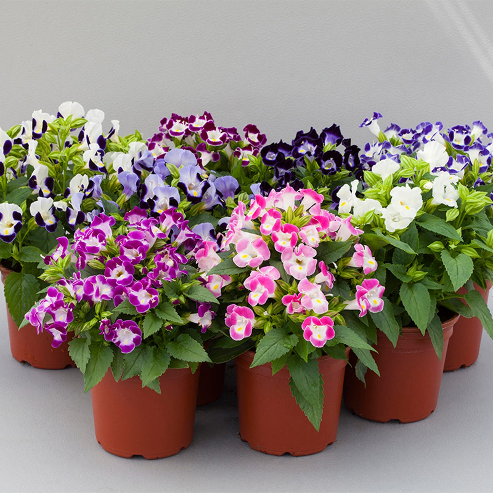 Easy-to-Grow Torenia Kauai Flower Seeds