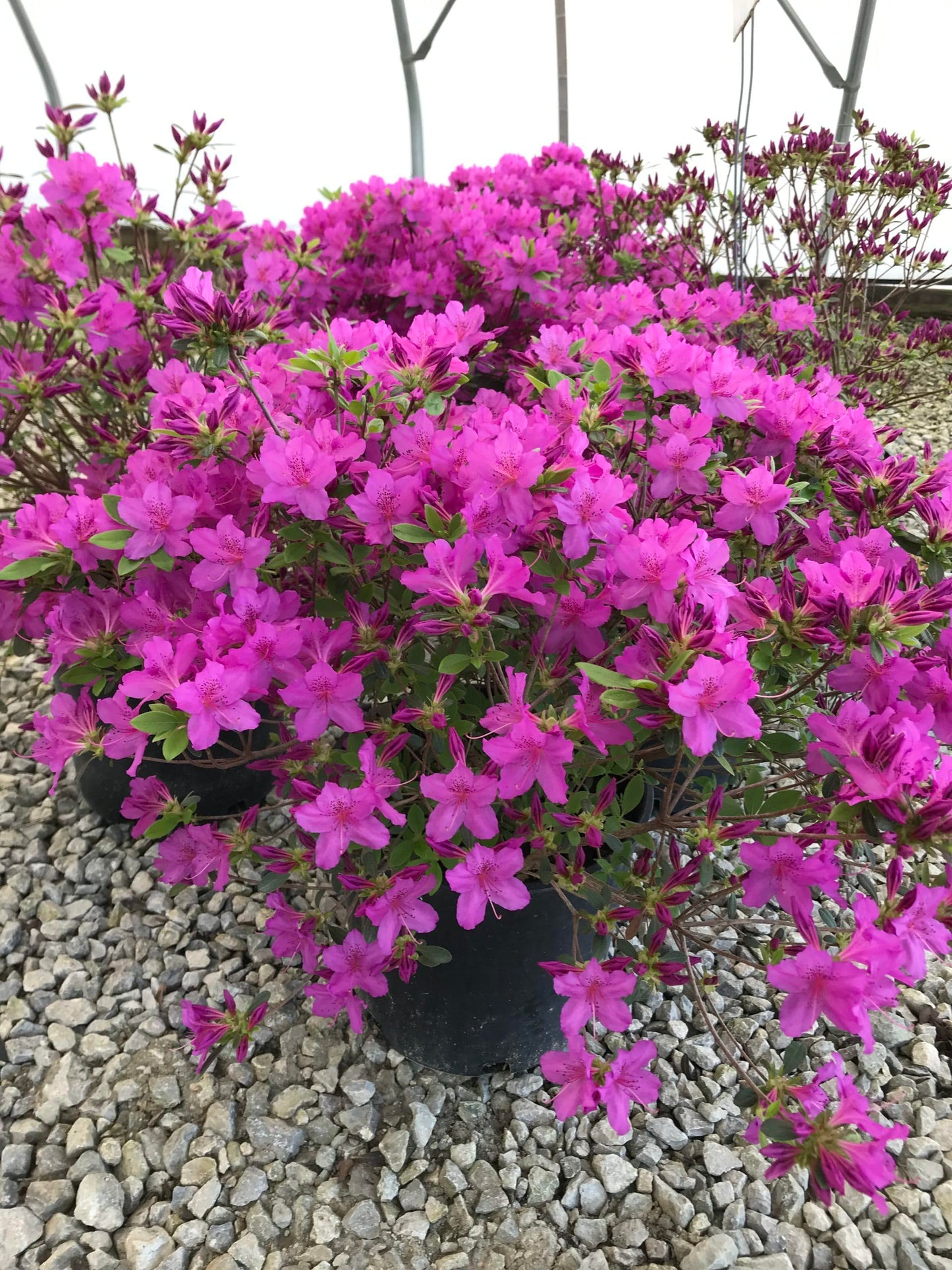 Easy-to-Grow Violet Azalea Flower Seeds