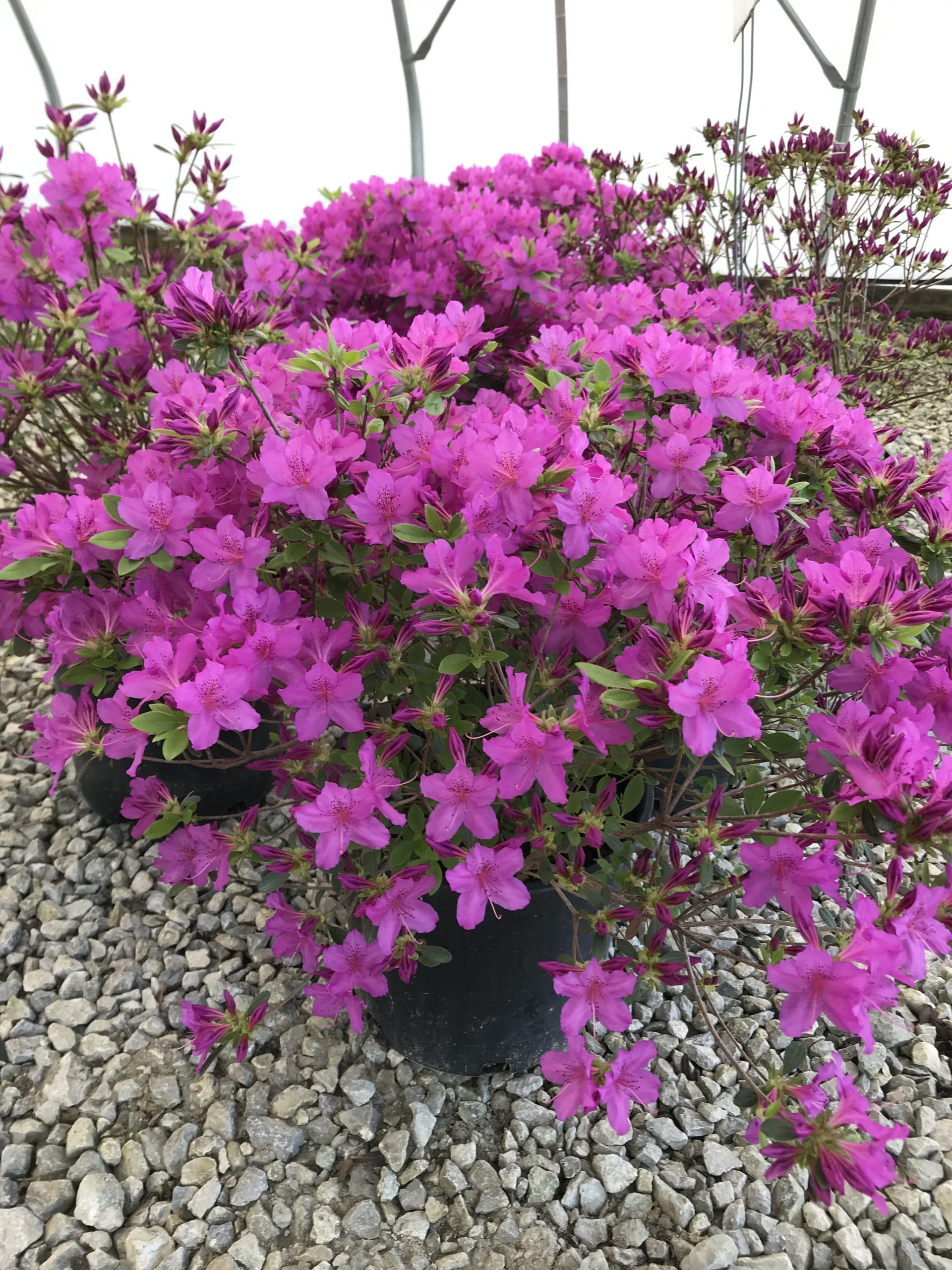 Easy-to-Grow Violet Azalea Flower Seeds