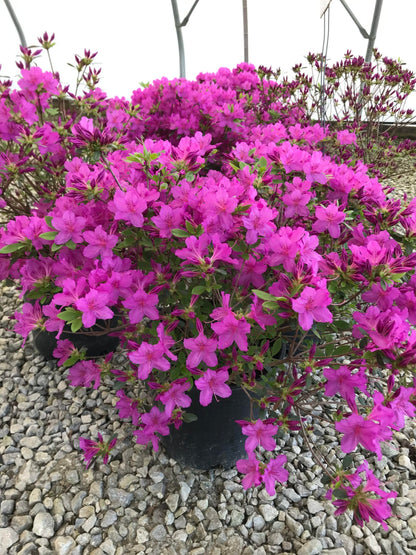 Easy-to-Grow Violet Azalea Flower Seeds