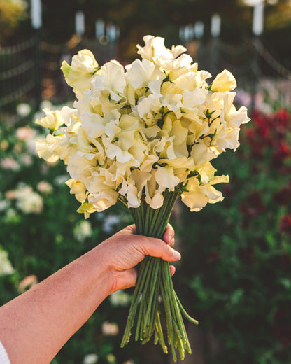 Easy-to-Grow Yellow Sweet Pea Seeds