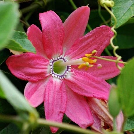 Pink Mollissima Flower seeds for Planting Premium Quality, Heirloom & GMO Free Seeds for Home Garden vegetable and garden seeds