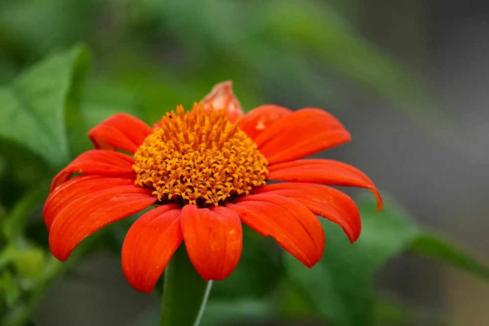 Mexican Flower seeds for Planting Seasonal Bloomer Heirloom & GMO Free Seeds for Home Garden vegetable and garden seeds
