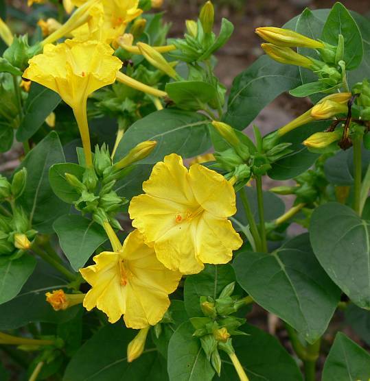 Yellow Mirabilis Flower seeds for Planting Pollinator Friendly, Heirloom & GMO Free Seeds for Home Garden vegetable and garden seeds