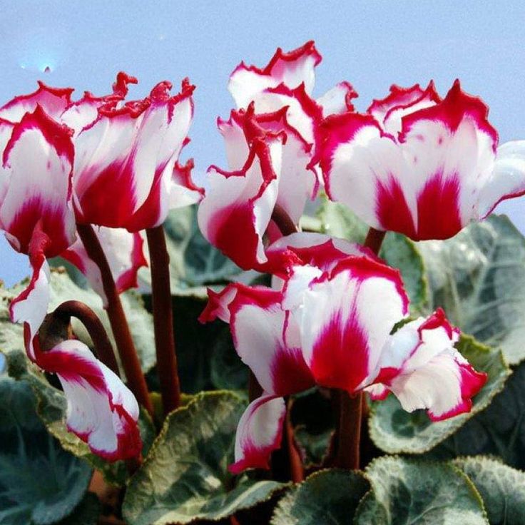 Red White Cyclamen Flower seeds for Planting Seasonal Bloomer, Heirloom & GMO Free Seeds for Home Garden seeds for planting