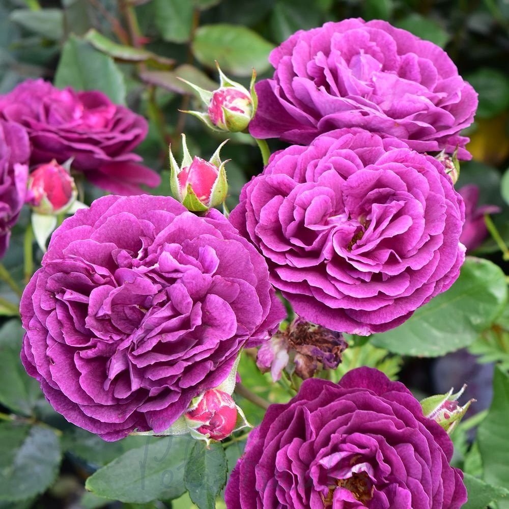 Biosnyg Purple Rose or Rosa Rugosa Thunb Flower seeds for Planting - Easy to Grow, Heirloom & GMO Free Seeds for Home Garden