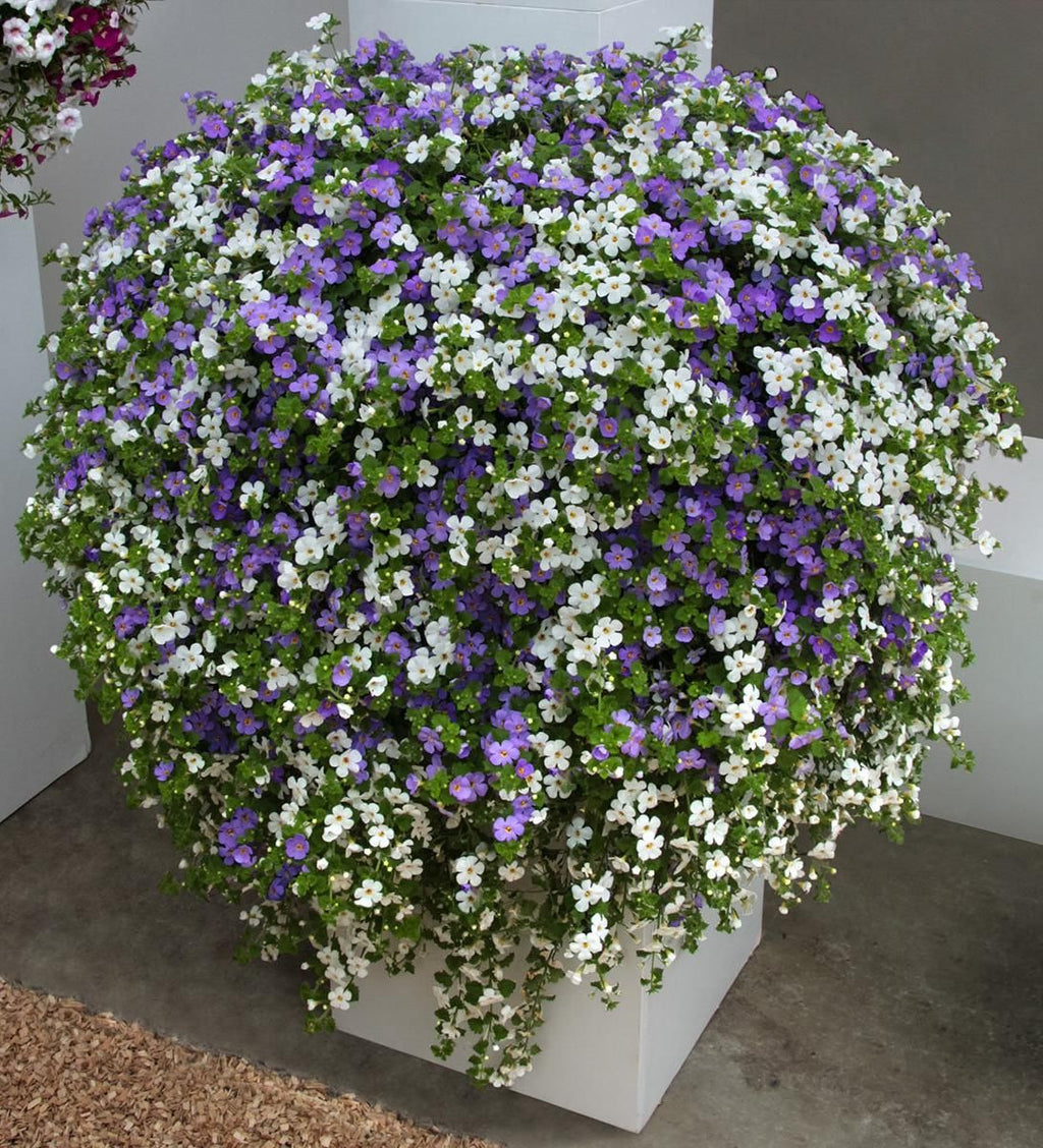 Premium Mixed Bacopa Utopia Flower seeds for Planting Long Bloom Season, Heirloom & GMO Free Seeds for Home Garden seeds
