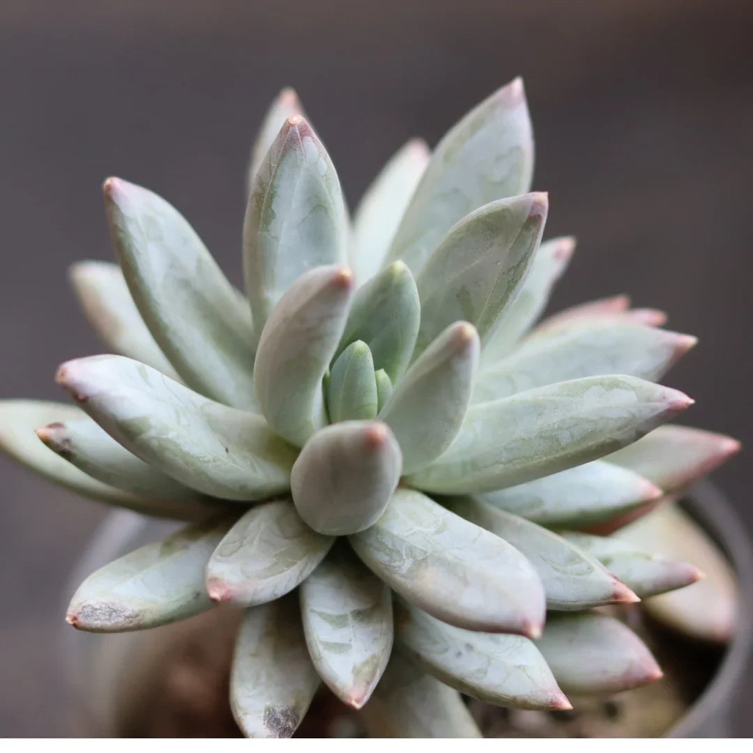 Pachyphytum Flower seeds for Planting Perfect for Borders Heirloom & GMO Free Seeds for Home Garden