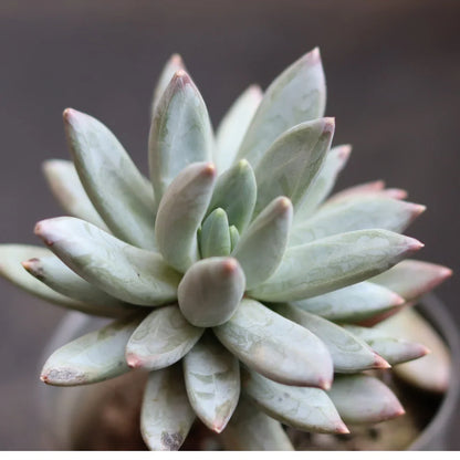 Pachyphytum Flower seeds for Planting Perfect for Borders Heirloom & GMO Free Seeds for Home Garden
