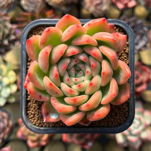 Echeveria Purpusorum Light Green Seeds - Perfect For Planting Herb