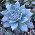 Sky Blue Echeveria Purpusorum Flower seeds for Planting Seasonal Bloomer, Heirloom & GMO Free Seeds for Home Garden seeds for planting