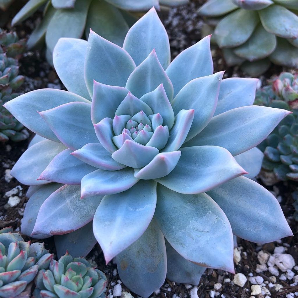 Sky Blue Echeveria Purpusorum Flower seeds for Planting Seasonal Bloomer, Heirloom & GMO Free Seeds for Home Garden seeds for planting