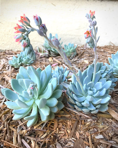 Succulents Flower seeds for Planting Cottage Garden Essential Heirloom & GMO Free Seeds for Home Garden