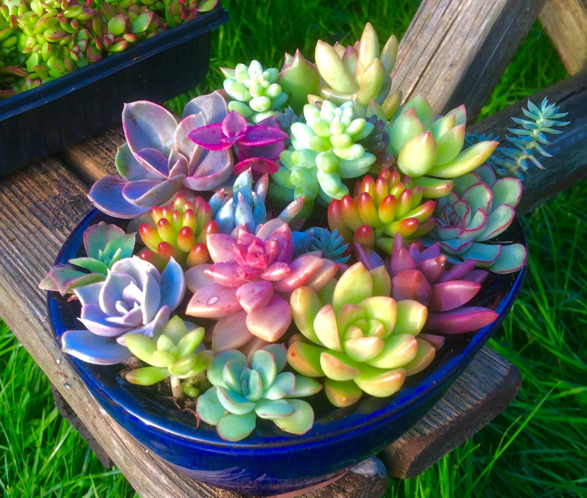 Echeveria Purpusorum Garden Seeds for Mixed Succulent Displays
