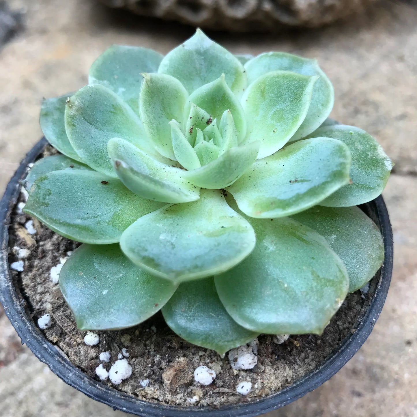Succulent Flower seeds for Planting Sun Loving Heirloom & GMO Free Seeds for Home Garden