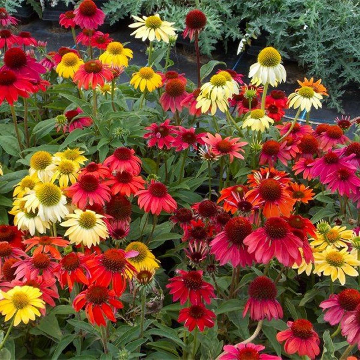 Echinacea (Echinacea Cheyenne) seeds for planting in home garden
