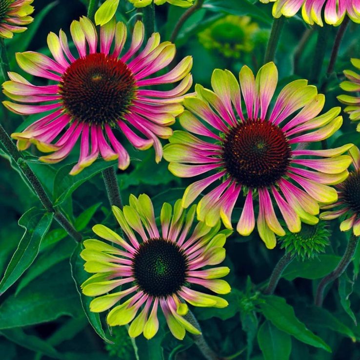 Green ConeFlower seeds for Planting Perfect for Borders, Heirloom & GMO Free Seeds for Home Garden Sale vegetable and garden seeds