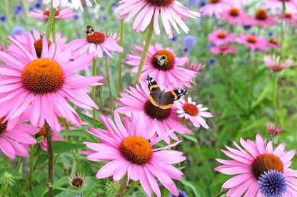 Sonnenhut Flower seeds for Planting Cottage Garden Essential Heirloom & GMO Free Seeds for Home Garden
