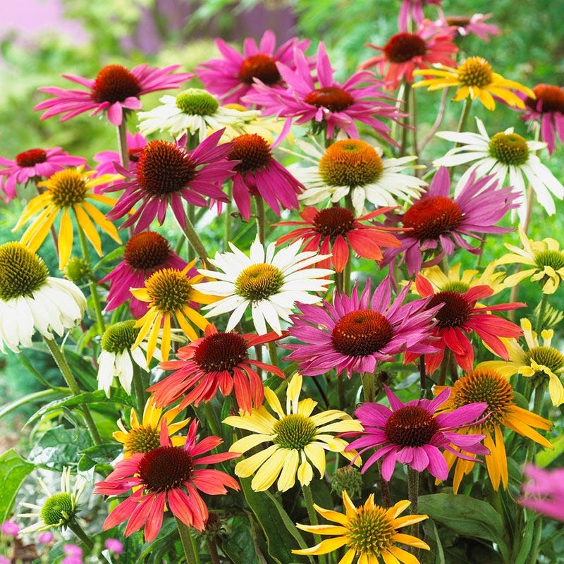 Mixed ConeFlower seeds for Planting Low Maintenance, Heirloom & GMO Free Seeds for Home Garden seeds for planting