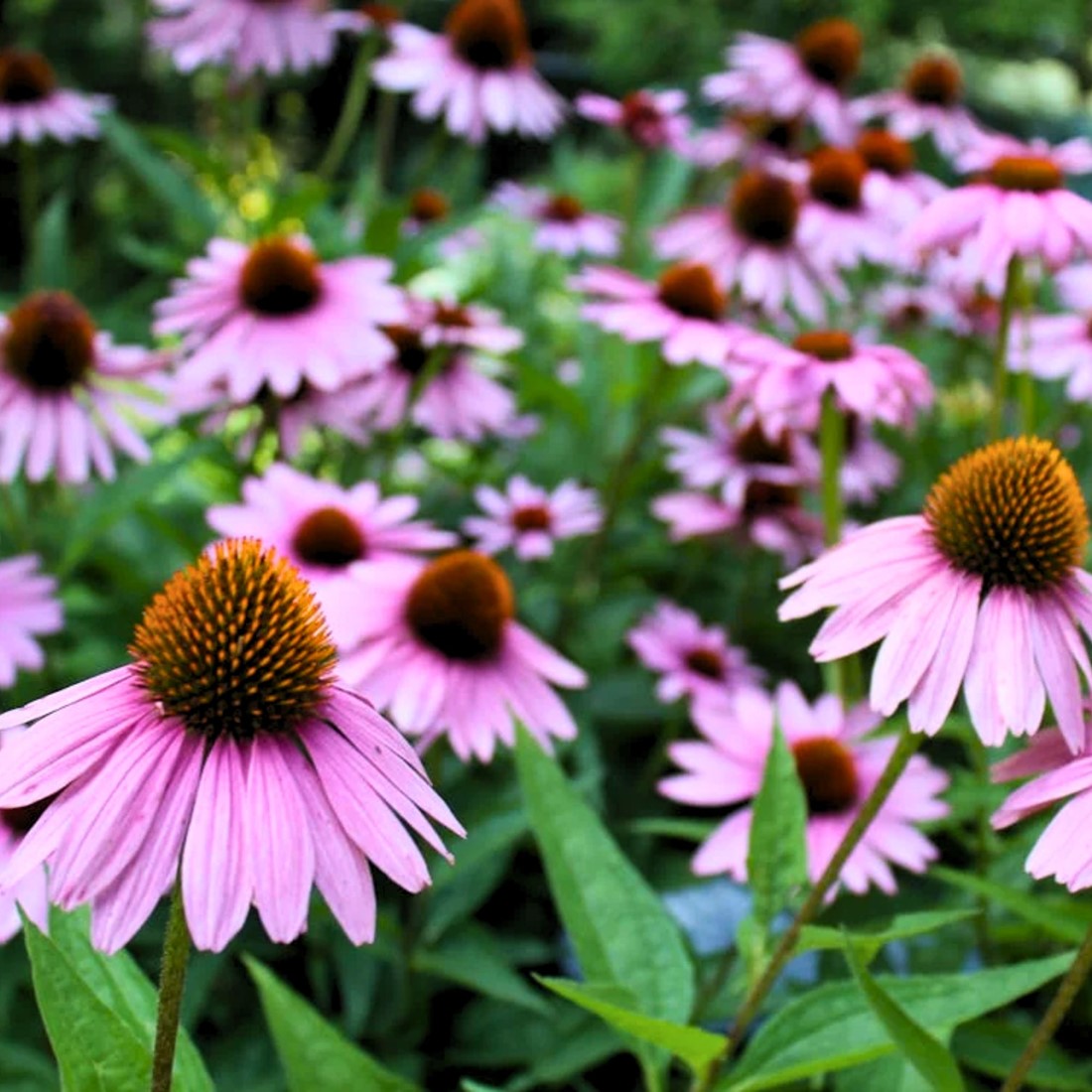 Cutleaf ConeFlower seeds for Planting - Cottage Garden Essential, Heirloom & GMO Free Seeds for Home Garden