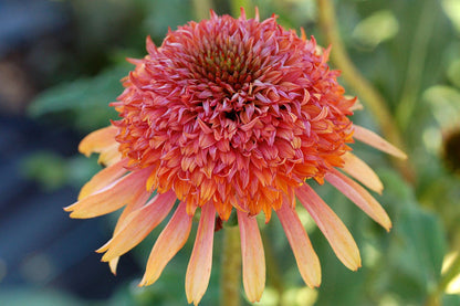 Echinacea Secret Lust Flower seeds for Planting Colorful Display Heirloom & GMO Free Seeds for Home Garden