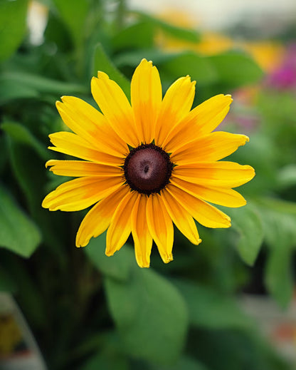 Echinacea Yellow Flower Seeds for Planting