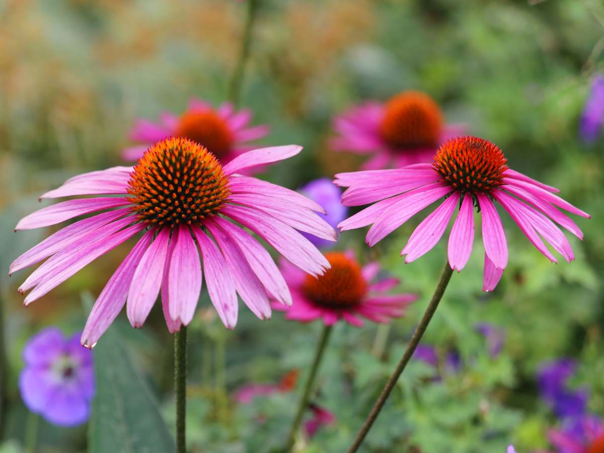 Echinacea Flower seeds for Planting Garden Favorite Heirloom & GMO Free Seeds for Home Garden
