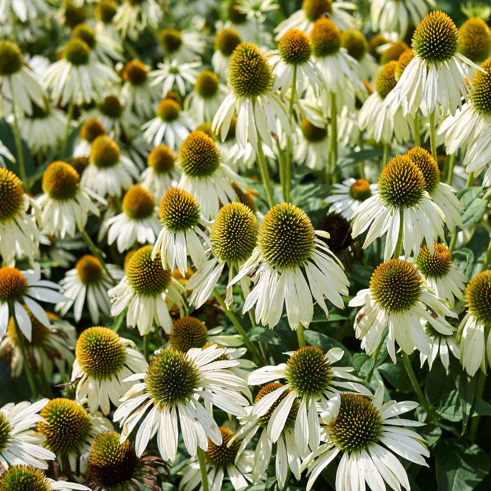 White Echinacea Flower seeds for Planting Vibrant Colors Heirloom & GMO Free Seeds for Home Garden
