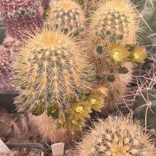 Red Echinocereus Russanthus Flower seeds for Planting Premium Quality, Heirloom & GMO Free Seeds for Home Garden seeds for planting